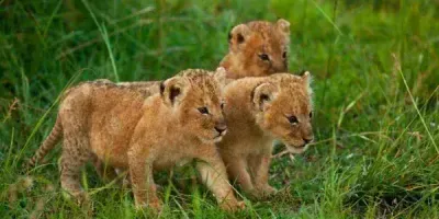 Сможешь ли ты выжить в дикой природе?